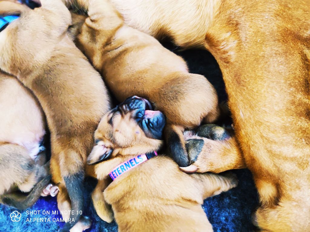 Des Abysses Eternels - Dogue de Bordeaux - Portée née le 16/09/2022